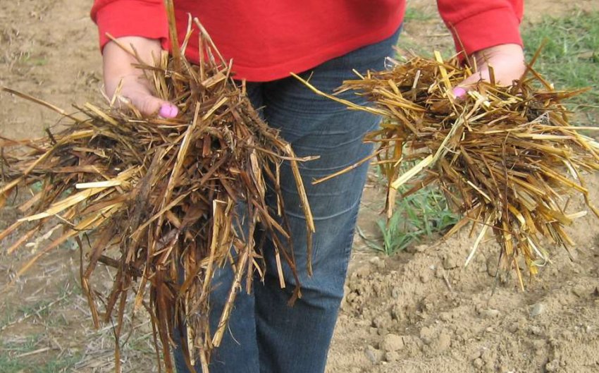 Деструкція рослинних залишків Деструкція рослинних залишків