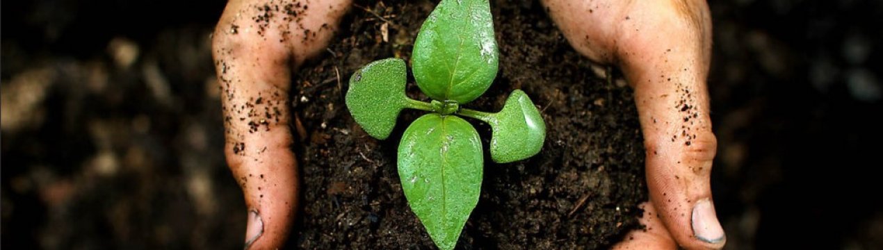 Як покращити родючість ґрунту без добрив та навозу?