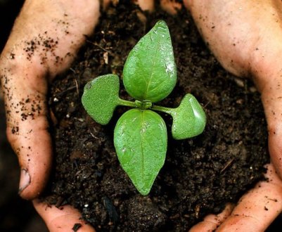 Як покращити родючість ґрунту без добрив та навозу?