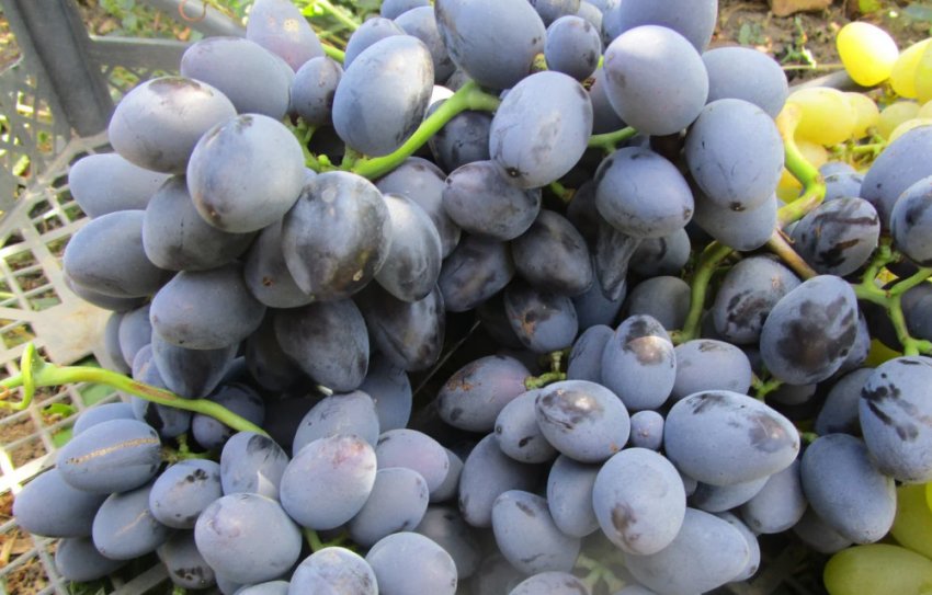 Виноград Гала Виноград Гала