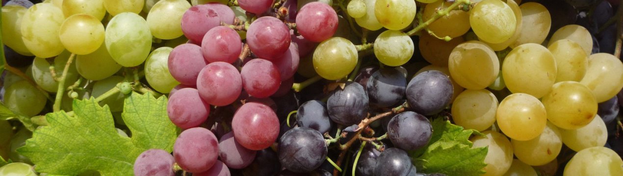 Врожайні сорти винограду, перевірені часом