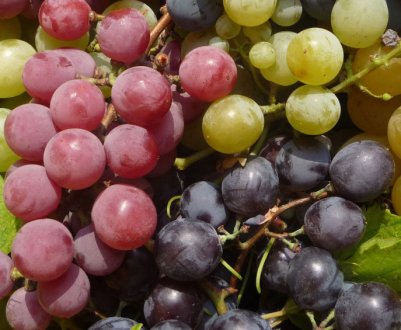 Врожайні сорти винограду, перевірені часом