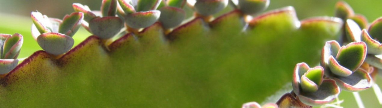 Каланхое пір'ясте: догляд в домашніх умовах