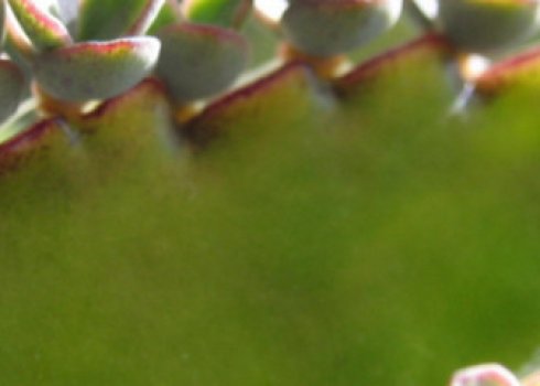 Каланхоэ перистое: уход в домашних условиях