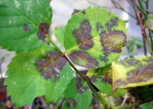 Чому почорніли троянди: причини і лікування
