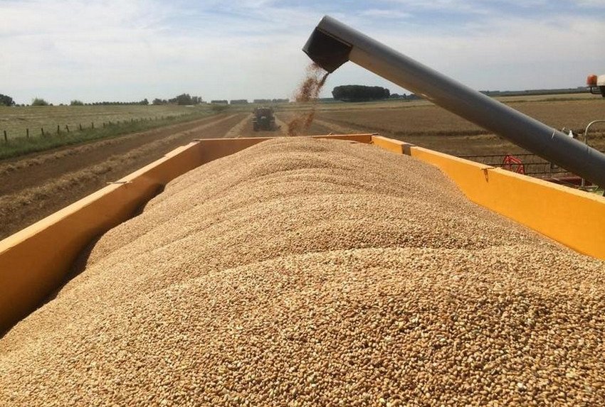 Зернові на експорт