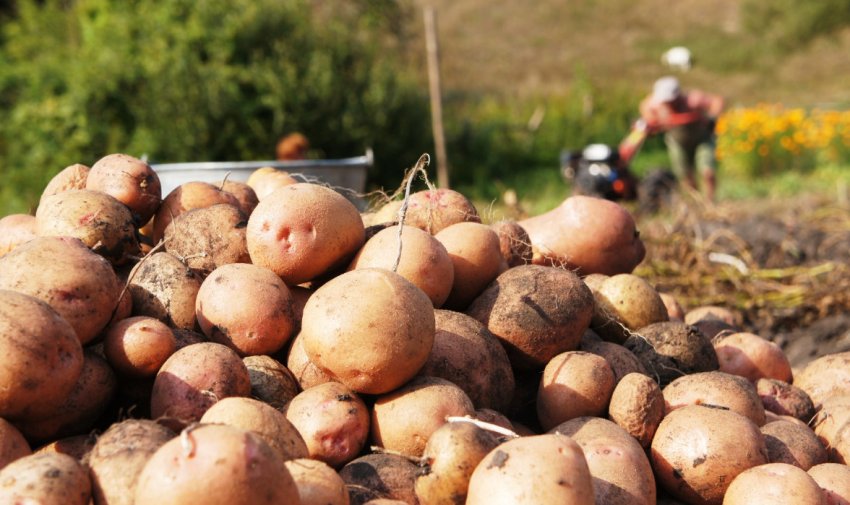 Збірка картоплі