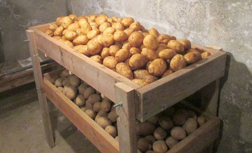 Зберігання картоплі