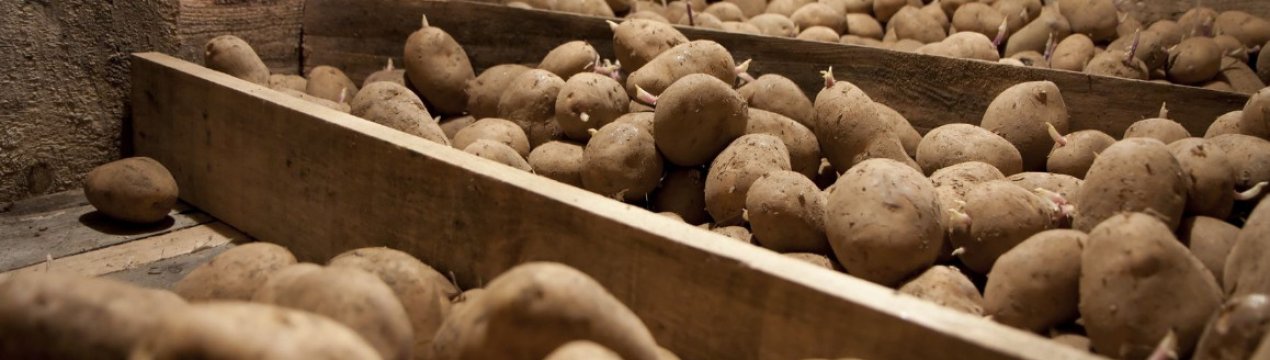 Картопля більше не гниє при зберіганні – допомагає звичайний рис