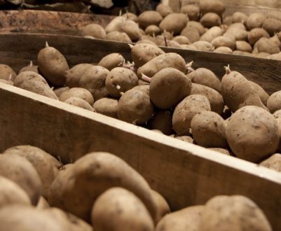 Картопля більше не гниє при зберіганні – допомагає звичайний рис