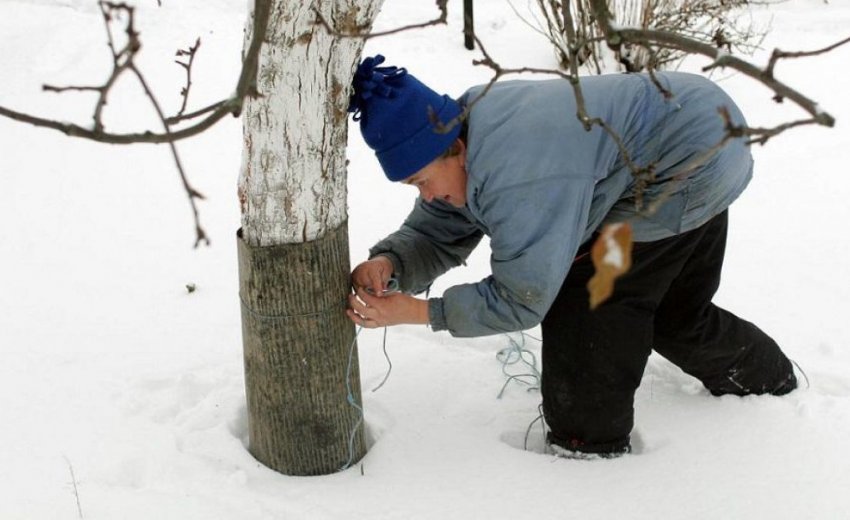 Обматування дерева рубероїдом Обматування дерева рубероїдом