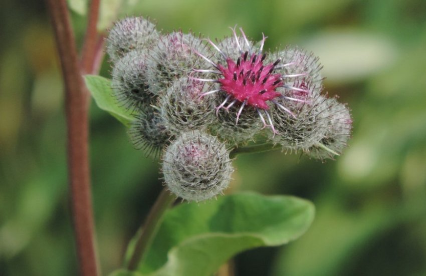 Реп'янік Реп'янік