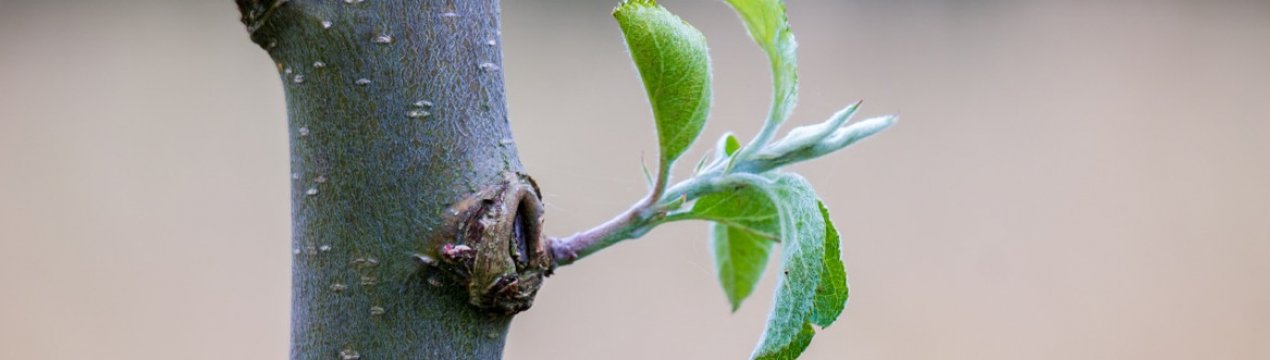 Безкоштовний спосіб захисту яблуні від мишей - особистий досвід