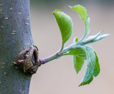 Безкоштовний спосіб захисту яблуні від мишей - особистий досвід