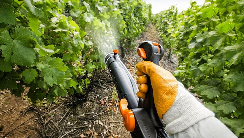 Профілактична обробка винограду Профілактична обробка винограду