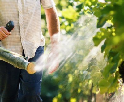 Особливості червнєвої обробки винограду від хвороб і шкідників