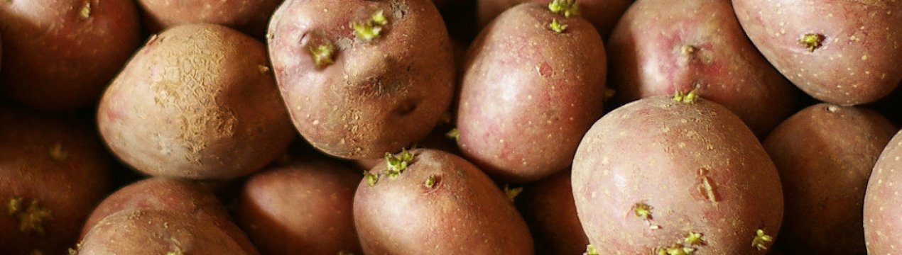 Сім'я картошка: секрети відбору та зберігання