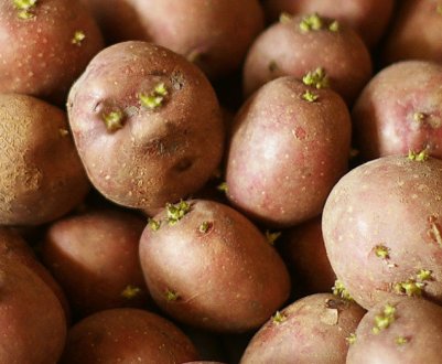 Сім'я картошка: секрети відбору та зберігання