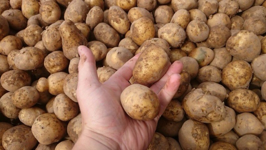 Відбір клубнів картоплі