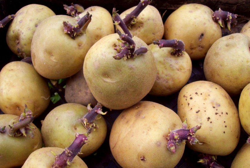 Позеленення насіння картоплі