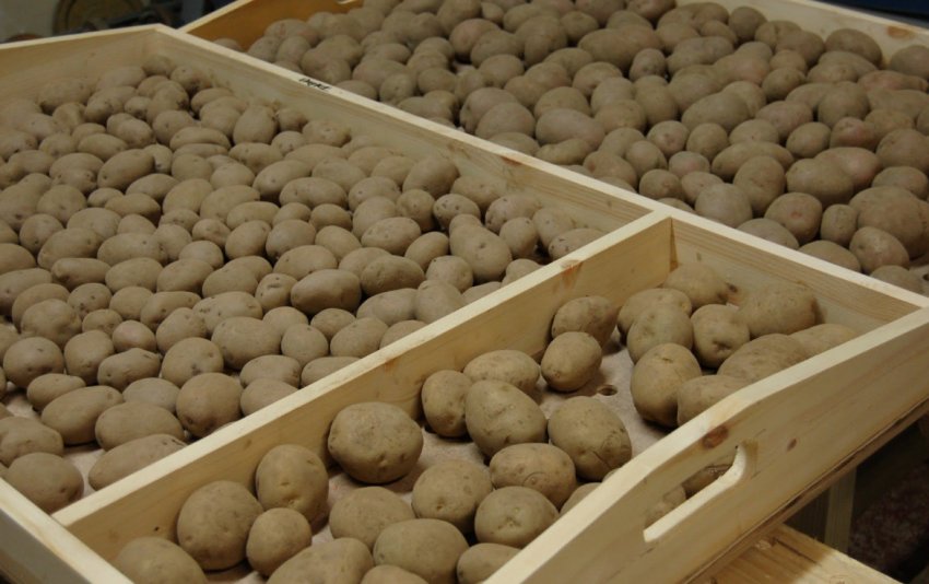 Зберігання семенної картоплі