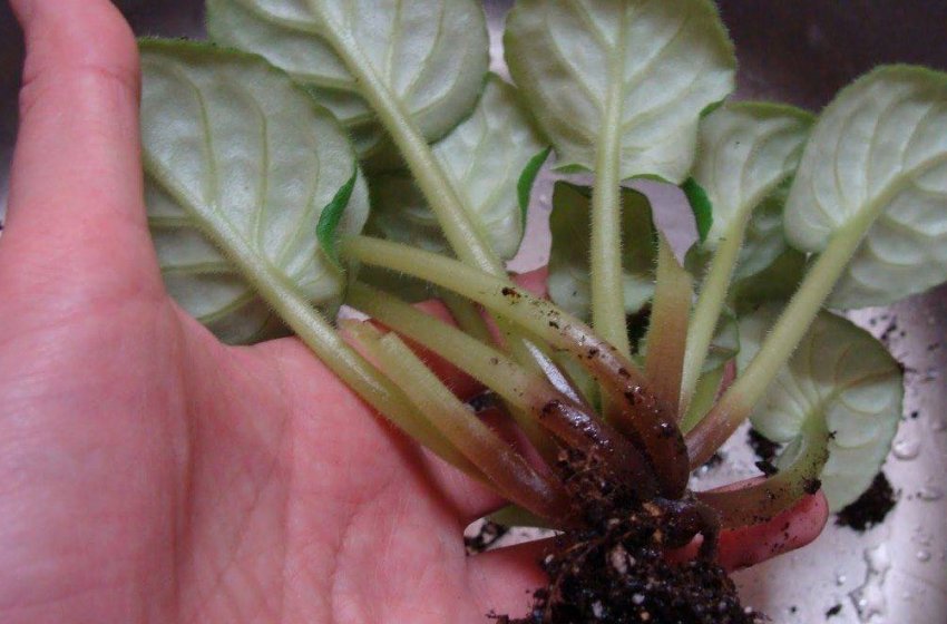 Коренева гниль Коренева гниль