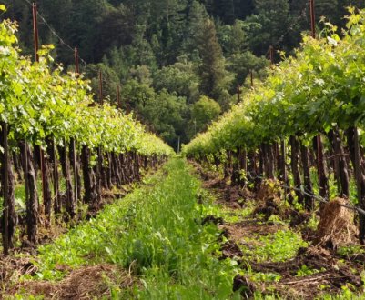 Колоїдна сіра для обробки винограду