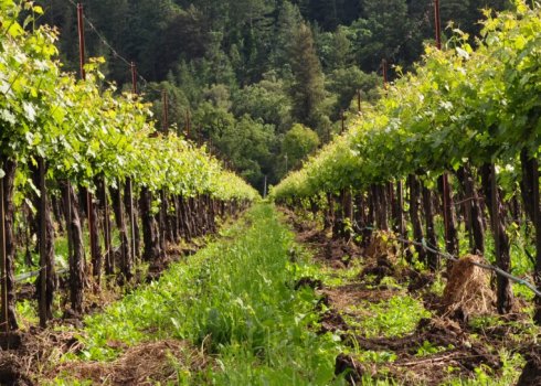 Коллоидная сера для обработки винограда