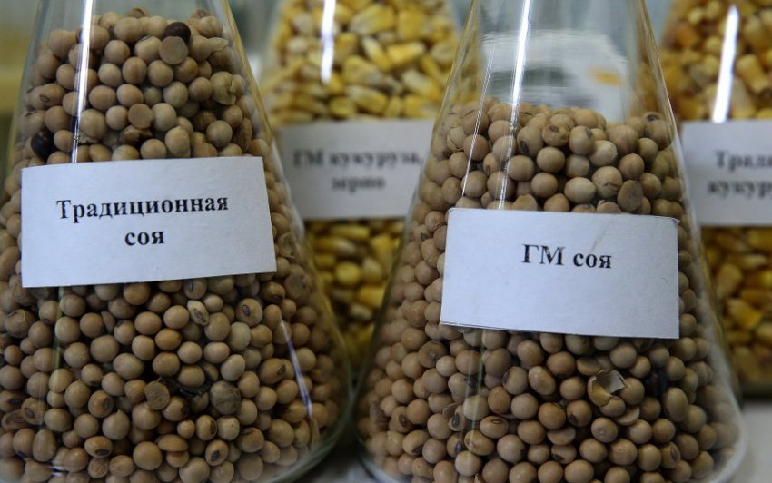 ГМО-соя ГМО-соя