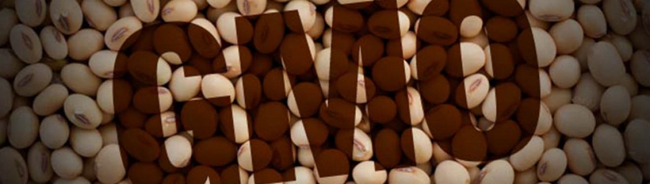 Зелений світло для використання ГМО-сої в продуктах харчування та кормах в ЄС