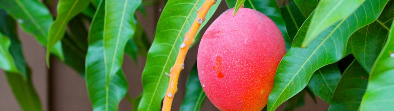 Засуха в Перу може вплинути на сезон манго