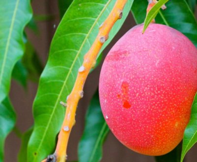 Засуха в Перу може вплинути на сезон манго