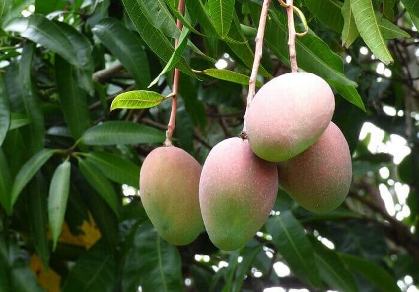 Вирощування манго Вирощування манго