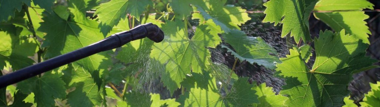 Як використовувати кальцієву селітру для винограду