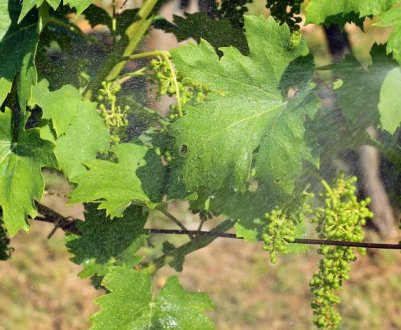 Обробка винограду препаратом «Квадріс»