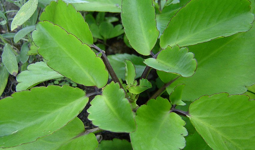 Каланхое пір'ясте Каланхое пір'ясте