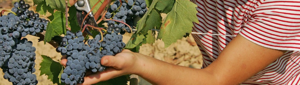 Обзор урожаю Венгрії: менше вина, але врожай відмінний