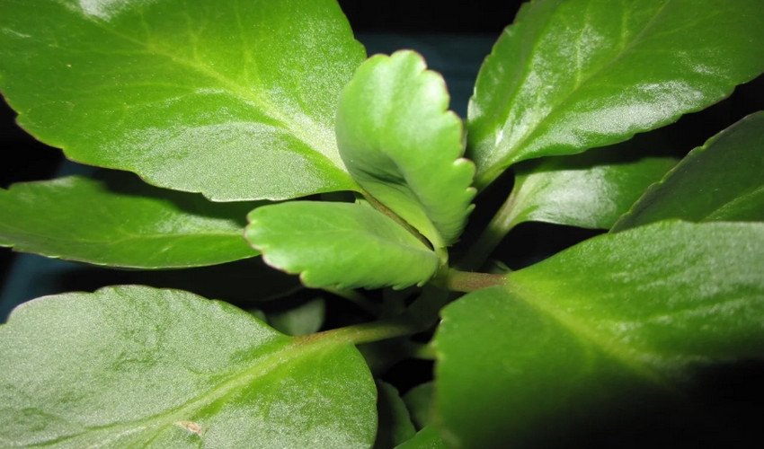 Каланхое пір'ясте Каланхое пір'ясте