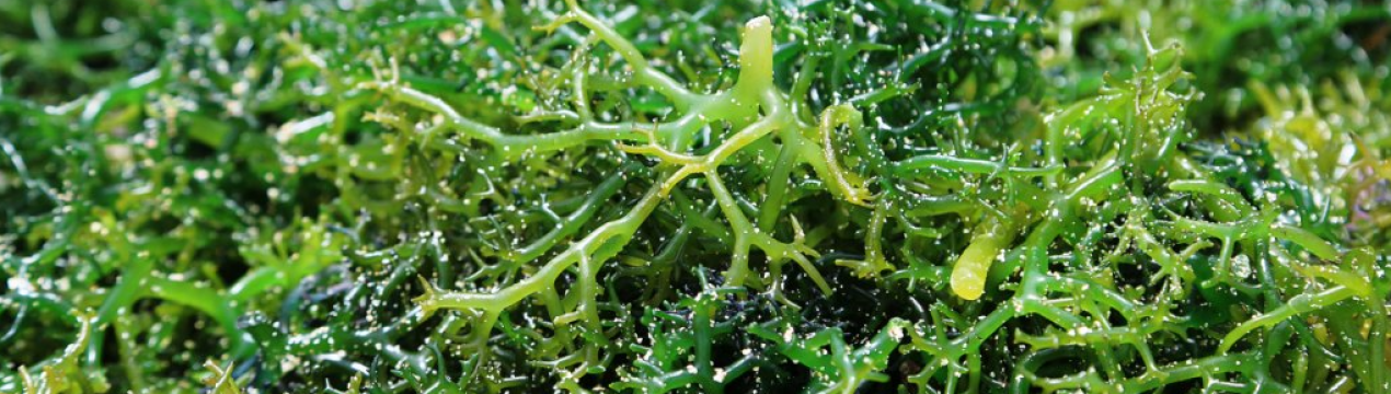 Оскільки на пляжах Балі немає туристів, місцеві мешканці починають вирощувати водорості