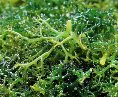 Оскільки на пляжах Балі немає туристів, місцеві мешканці починають вирощувати водорості