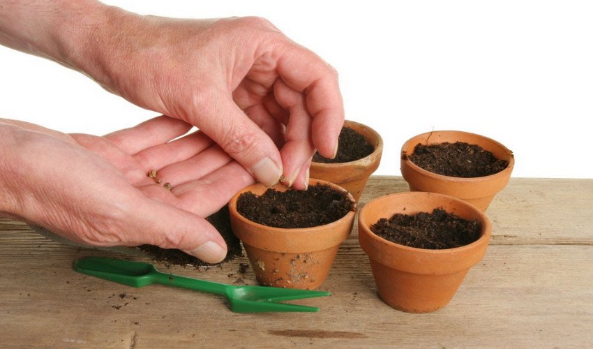 Каланхое пір'ясте Каланхое пір'ясте