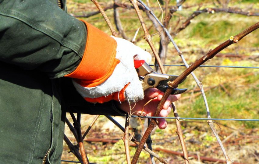 Обрізка винограду весною Обрізка винограду весною