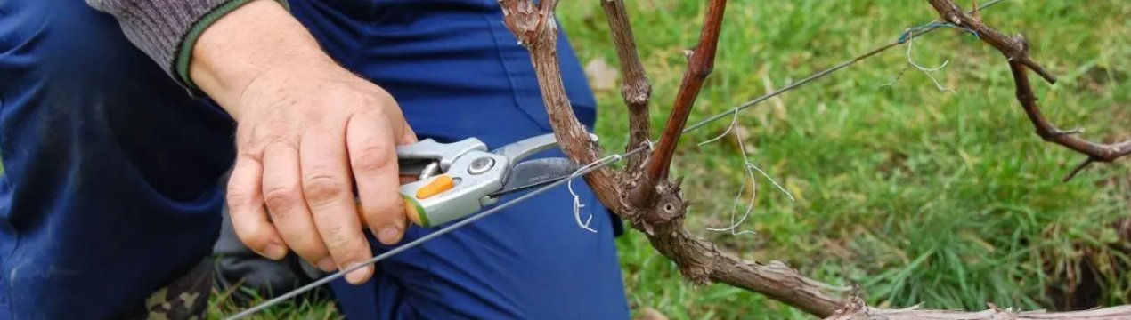 Як правильно обрізати виноград навесні в Подмосков'ї