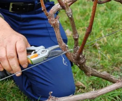Як правильно обрізати виноград навесні в Подмосков'ї