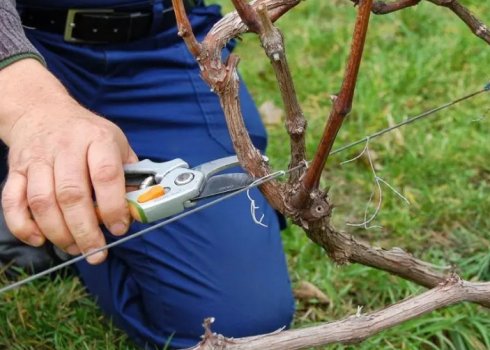 Как правильно обрезать виноград весной в Подмосковье