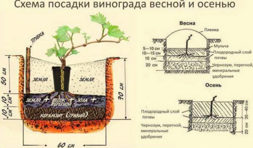 Схема посадки виноградного саженца
