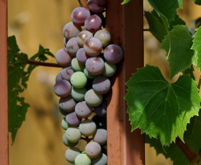 Посадка і догляд за виноградом в Подмосков'ї