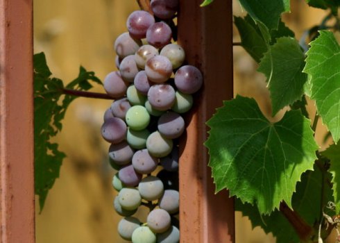 Посадка і догляд за виноградом в Подмосков'ї