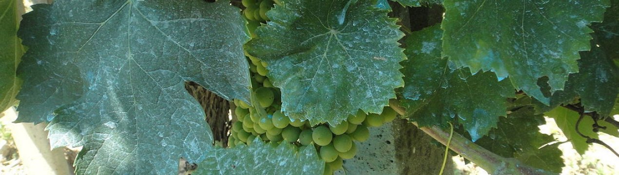 Літня підгодівля винограду мідним купоросом