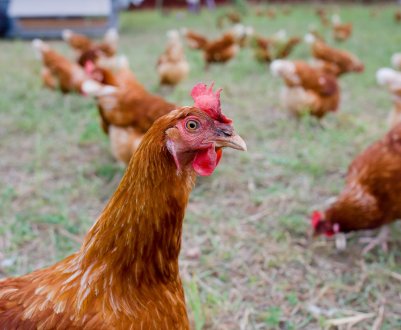 Як давати м'ясо-кісткове борошно курям